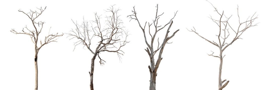 Dead tree branch isolated on transparent background PNG file