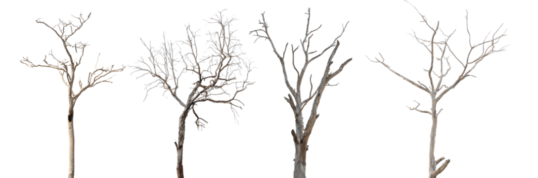 Dead tree branch isolated on transparent background PNG file