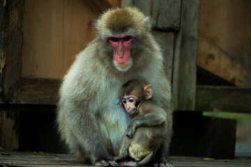 Japanese macaque (Macaca fuscata), mother and baby