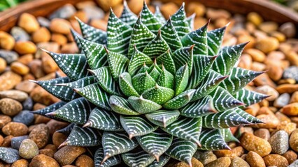 Fototapeta premium Close-up of Haworthia Reinwardtii, a small succulent plant with round, fat leaves, featuring intricate white patterns and ridges, on a natural stone background.