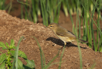 Common Chiffchaff perched on ground at a farm in Bahrain