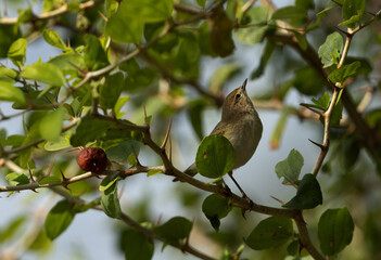 Fototapeta premium Common Chiffchaff perched on Indian Jujube tree, Bahrain