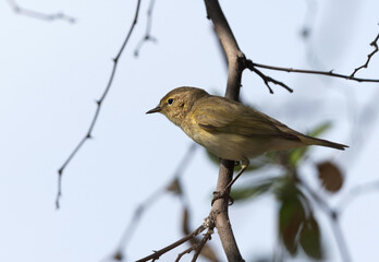 Closeup of Common Chiffchaff perched on a twig at Buri, Bahrain