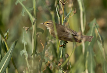 Common Chiffchaff perched on green reed at Buri, Bahrain