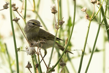 Common Chiffchaff perched on bush