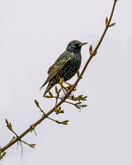 Starling perching on the branches with buds in spring