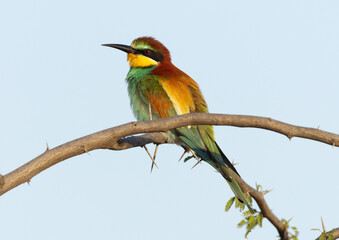 Portrait of a European bee-eater perched on tree