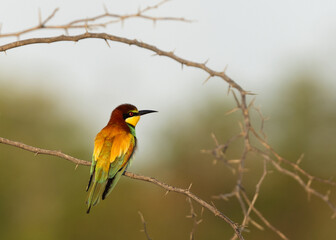European bee-eater perched on acacia tree