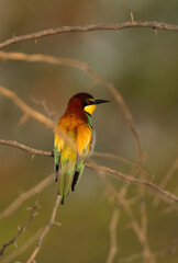 European bee-eater on green at Hamala, Bahrain