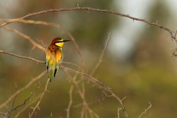 Portrait of a European bee-eater perched on tree, Bahrain