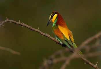 Closeup of a European bee-eater preening on acacia tree at Bahrain