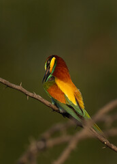 European bee-eater preening on acacia tree at Bahrain