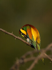 European bee-eater preening on a tree