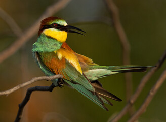 European bee-eater preening, perched on acacia  tree at Bahrain
