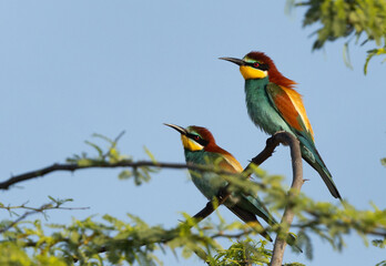 A pair of European bee-eater perched on acacia tree, Bahrain