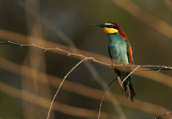 Fototapeta premium Portrait of a European bee-eater perched on tre in the morning
