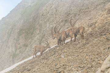 Group of ibex in the fog, capricorn on the rocky slope of a mountain. Swiss mountains, appenzell, wildlife. adult ibex on rocks. Summer,daytime. European wildlife, wildlife conservation. Nature.