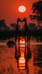 Selbstklebende Fototapeten Two giraffes embrace at sunset by a tranquil waterhole in the heart of the savanna © Наталья Бойко