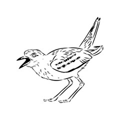 Vector card with hand drawn cute plover. Beautiful animal design elements, ink drawing