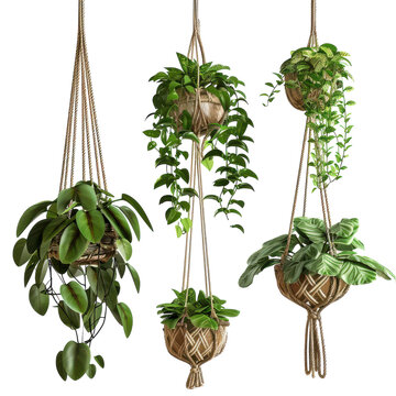Macrame Plant Hangers Decor Isolated On Transparent Background