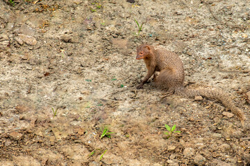 Rudy Mongoose on the field