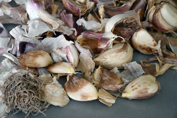 a group of garlic cloves with brown sores and rot spots on a blurred background. Selective focus. Damaged, spoiled garlic, unsuitable for eating and planting