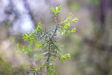 pine twig with blurred background in summer and very green
