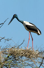 Jabiru d'Asie,.Ephippiorhynchus asiaticus, Black necked Stork, Inde