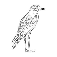Vector card with hand drawn cute plover. Beautiful animal design elements, ink drawing