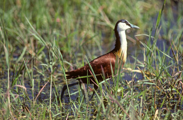 Jacana à poitrine dorée,.Actophilornis africanus, African Jacana, Parc national Kruger, Afrique du Sud