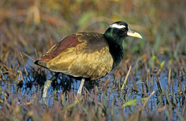 Jacana bronzé, jacana indien,.Metopidius indicus, Bronze winged Jacana, Parc national de Keoladeo, Inde