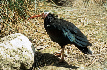 Ibis chauve,.Geronticus eremita, Northern Bald Ibi, Maroc