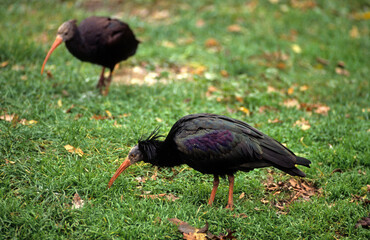 Ibis chauve,.Geronticus eremita, Northern Bald Ibi, Maroc
