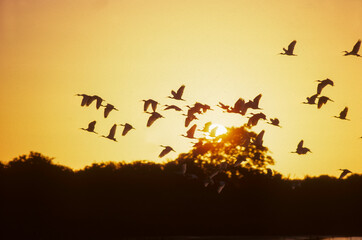 coucher de soleil, Ibis blanc,.Eudocimus albus, American White Ibis