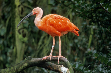 Ibis rouge,.Eudocimus ruber, Scarlet Ibis