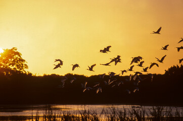 coucher de soleil, Ibis blanc,.Eudocimus albus, American White Ibis