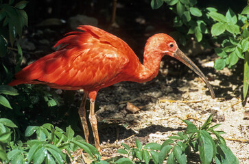 Ibis rouge,.Eudocimus ruber, Scarlet Ibis