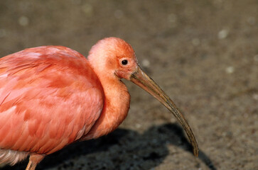 Ibis rouge,.Eudocimus ruber, Scarlet Ibis