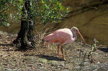 Ibis rouge,.Eudocimus ruber, Scarlet Ibis