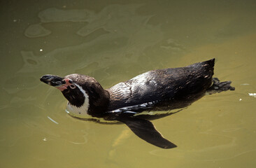 Naklejka premium Manchot de Humboldt,.Spheniscus humboldti, Humboldt Penguin, Argentine