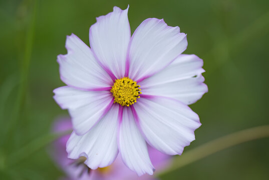 beautiful cosmee flower from close up, close-up cosmos flower with pollen pistil, white petals, white flower