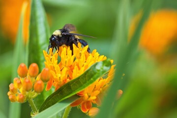 Bees sucking nectar from orange flower.