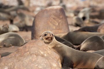 Cape fur seal or brown fur seal