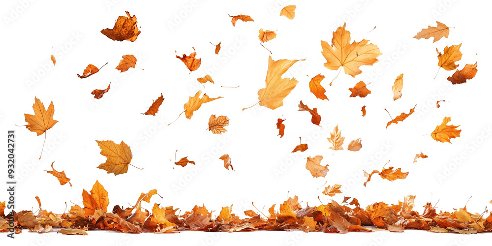 Poster autumn leaves falling from top to bottom on transparent background. autumn background for you design