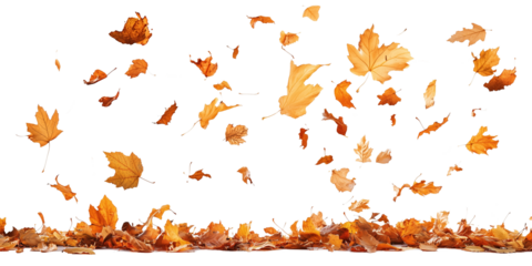 Autumn leaves falling from top to bottom on transparent background. Autumn background for you design
