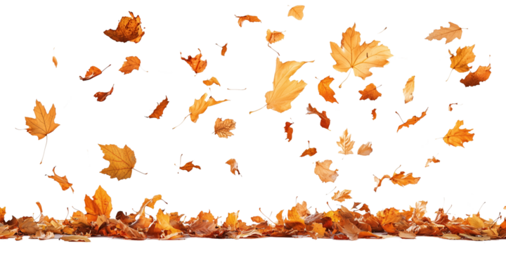 Autumn leaves falling from top to bottom on transparent background. Autumn background for you design