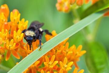 Bees sucking nectar from orange flower.