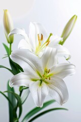 Fototapeta premium Easter lilies displayed against a white backdrop, emphasizing their delicate beauty and seasonal