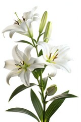 Fototapeta premium Easter lilies displayed against a white backdrop, emphasizing their delicate beauty and seasonal