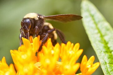 Bees sucking nectar from orange flower.